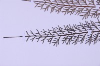 長生鐵角蕨藏品圖，第5張