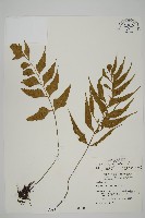 鐮葉鐵角蕨藏品圖，第1張