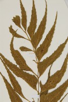 鐮葉鐵角蕨藏品圖，第3張