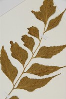 鐮葉鐵角蕨藏品圖，第4張