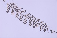 長生鐵角蕨藏品圖，第3張