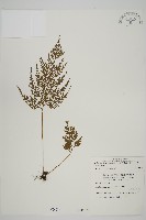 骨碎補鐵角蕨藏品圖，第1張