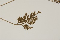 骨碎補鐵角蕨藏品圖，第3張