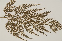 骨碎補鐵角蕨藏品圖，第4張