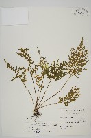 骨碎補鐵角蕨藏品圖，第1張