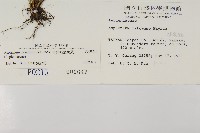 骨碎補鐵角蕨藏品圖，第2張