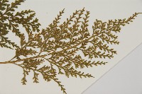 骨碎補鐵角蕨藏品圖，第3張