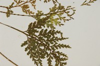 骨碎補鐵角蕨藏品圖，第4張