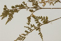 骨碎補鐵角蕨藏品圖，第5張