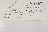 骨碎補鐵角蕨藏品圖，第2張