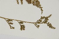 骨碎補鐵角蕨藏品圖，第3張