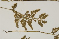 骨碎補鐵角蕨藏品圖，第4張