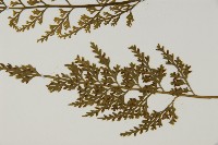 骨碎補鐵角蕨藏品圖，第5張