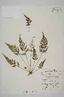 骨碎補鐵角蕨藏品圖，第1張