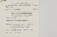 骨碎補鐵角蕨藏品圖，第2張