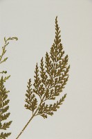 骨碎補鐵角蕨藏品圖，第3張