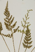 骨碎補鐵角蕨藏品圖，第4張