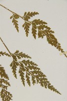 骨碎補鐵角蕨藏品圖，第5張