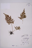 骨碎補鐵角蕨藏品圖，第1張