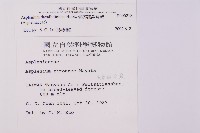 骨碎補鐵角蕨藏品圖，第2張