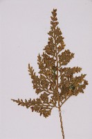 骨碎補鐵角蕨藏品圖，第3張