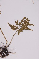 骨碎補鐵角蕨藏品圖，第4張