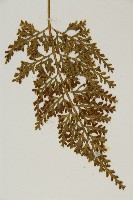 骨碎補鐵角蕨藏品圖，第5張