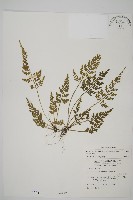 骨碎補鐵角蕨藏品圖，第1張