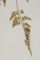 骨碎補鐵角蕨藏品圖，第4張