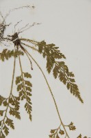 骨碎補鐵角蕨藏品圖，第5張