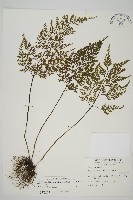 骨碎補鐵角蕨藏品圖，第1張