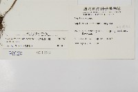 骨碎補鐵角蕨藏品圖，第2張