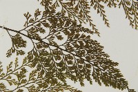 骨碎補鐵角蕨藏品圖，第4張