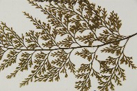 骨碎補鐵角蕨藏品圖，第5張