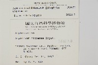 骨碎補鐵角蕨藏品圖，第2張