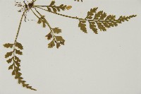 骨碎補鐵角蕨藏品圖，第3張