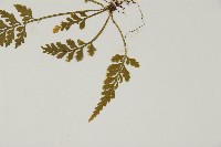 骨碎補鐵角蕨藏品圖，第4張