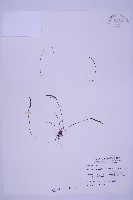 線葉鐵角蕨藏品圖，第1張