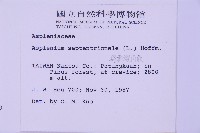 線葉鐵角蕨藏品圖，第2張