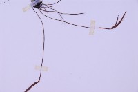 線葉鐵角蕨藏品圖，第3張