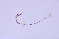 線葉鐵角蕨藏品圖，第5張