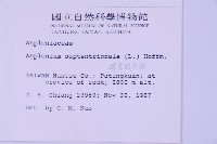 線葉鐵角蕨藏品圖，第2張