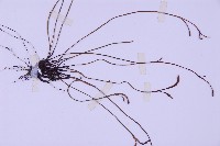 線葉鐵角蕨藏品圖，第3張