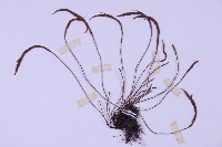 線葉鐵角蕨藏品圖，第4張