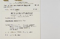 蘭嶼鐵角蕨藏品圖，第2張