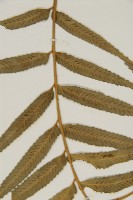 蘭嶼鐵角蕨藏品圖，第3張