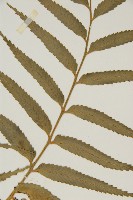 蘭嶼鐵角蕨藏品圖，第4張