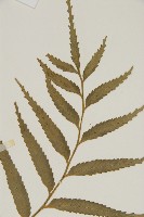 蘭嶼鐵角蕨藏品圖，第5張