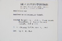 小鐵角蕨藏品圖，第2張