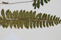 小鐵角蕨藏品圖，第3張